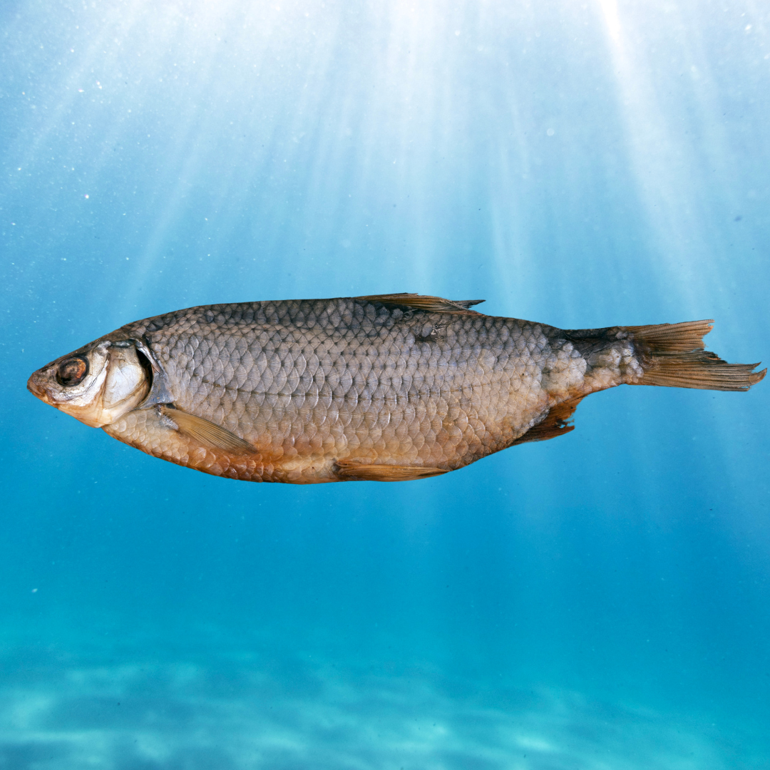 Ekstrak Ikan Gabus