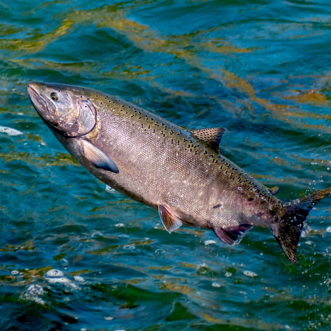 Ekstrak Ikan Salmon