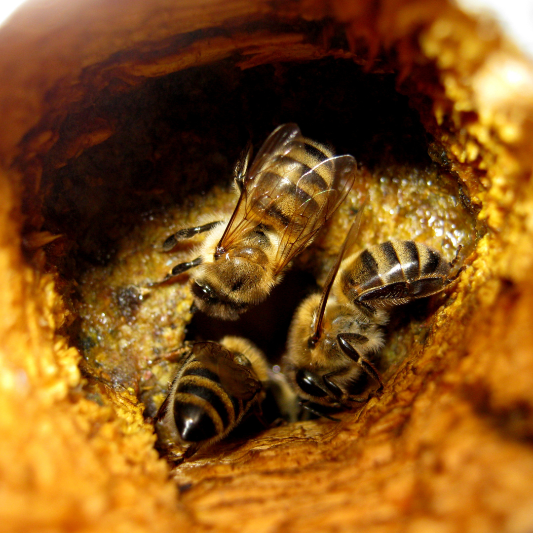 Propolis